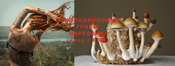 индика Богданович